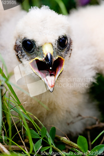 Image of Prairie Falcon Chick