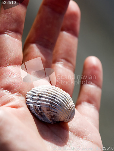 Image of Shell in Hand