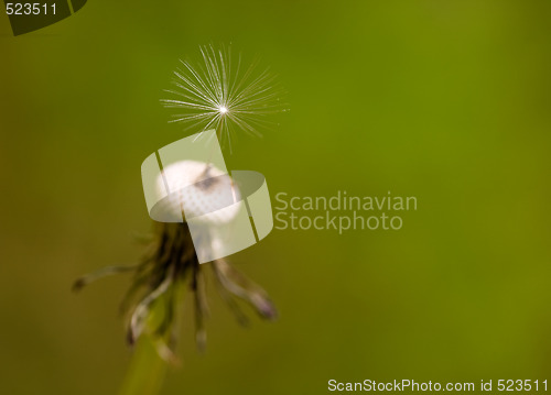 Image of Dandelion Seed
