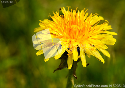 Image of Dandelion Macro