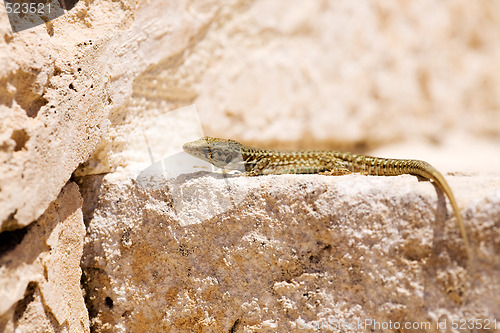 Image of Lizard