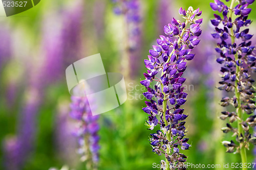 Image of Purple Lupin Flower