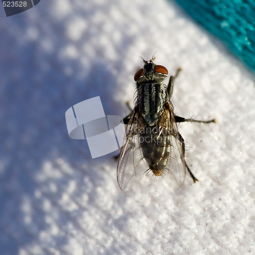 Image of Fly on Sweater