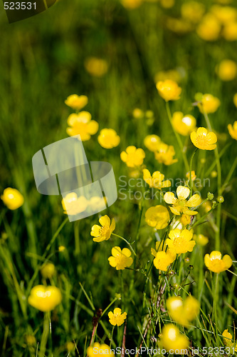 Image of Buttercup Background