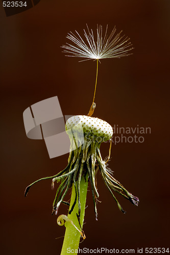 Image of Dandelion Seed