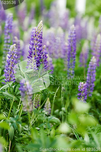 Image of Purple Lupin Flower