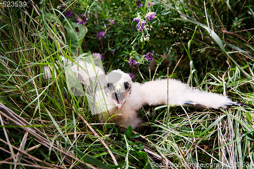 Image of Prairie Falcon Chick