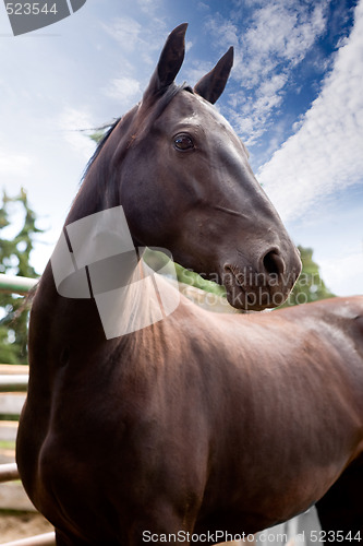 Image of Horse