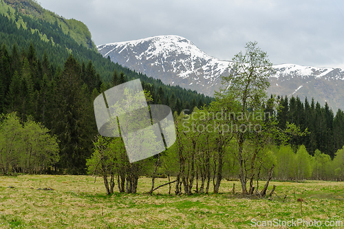 Image of Serene Spring View of Snow-Capped Mountains and Lush Green Fores