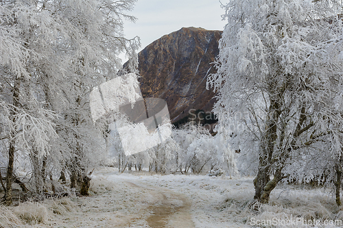 Image of Winter Wonderland Captured: Frost-Covered Trees and Path Leading