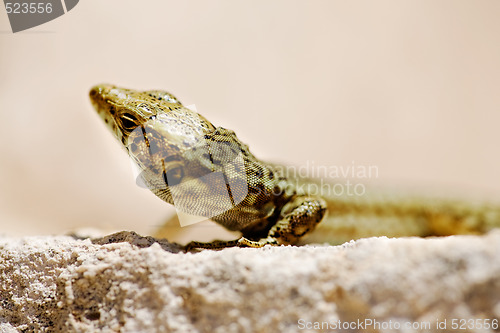 Image of Small Lizard