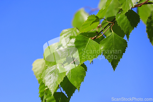 Image of Betula Pendula Leaves Against Blue Sky