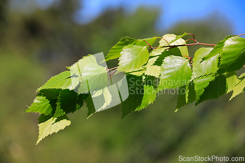 Image of Betula pendula Leaves in the Spring
