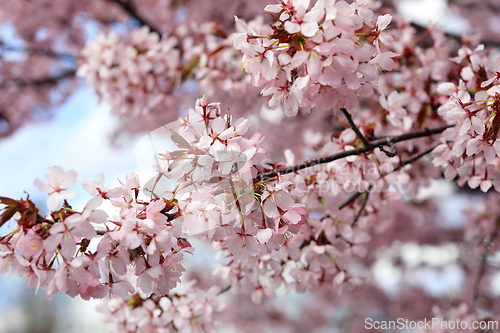 Image of Cherry Flowers in the Spring