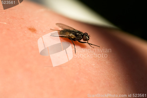 Image of Fly on Skin