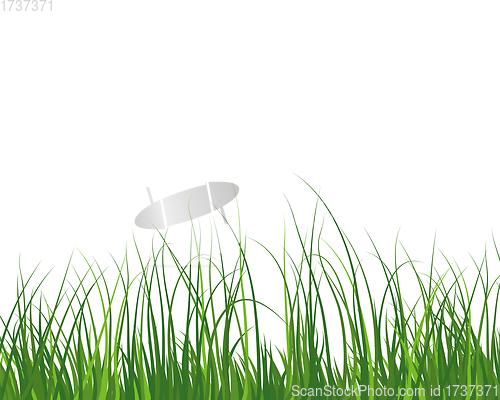 Image of Green Grass Meadow