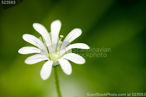 Image of White Flower Macro