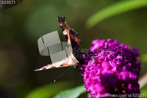 Image of Buttefly on Purple Plant