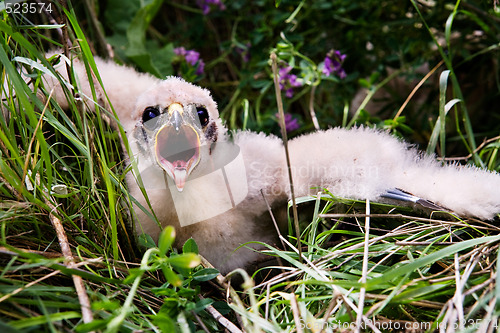 Image of Prairie Falcon Chick