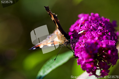 Image of Buttefly on Purple Plant