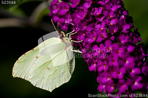 Image of Brimstone Butterfly