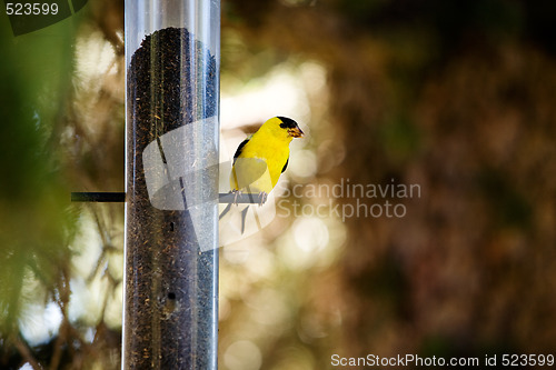 Image of Gold Finch