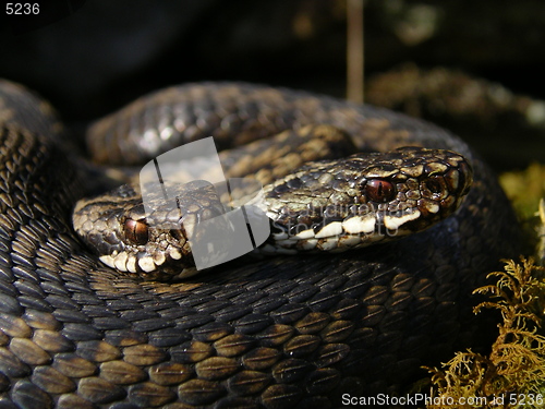 Image of Norwegian snakes_25.04.2005