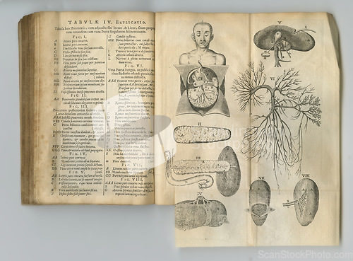 Image of Ancient medical book, anatomy and drawing of human body, sketch or health treatment research of organ disease. Latin language, healthcare journal or kidney process diagram for medicine education info