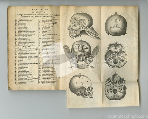 Image of Medical book, antique and drawing of head bones, medicine research or anatomy information. Latin journal text, healthcare neuroscience and skull diagram sketch for vintage neurosurgery guide