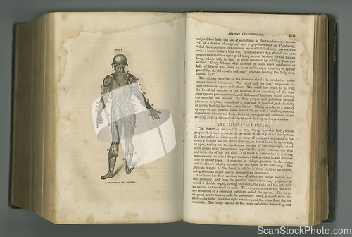 Image of Old book, vintage and anatomy of human body in literature, manuscript or ancient scripture against a studio background. History novel, journal or figure for the study of muscle, medicine or organs