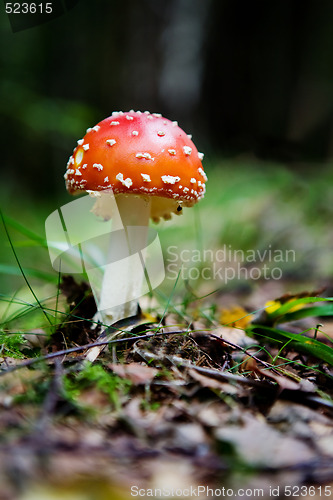 Image of Fly Amanita