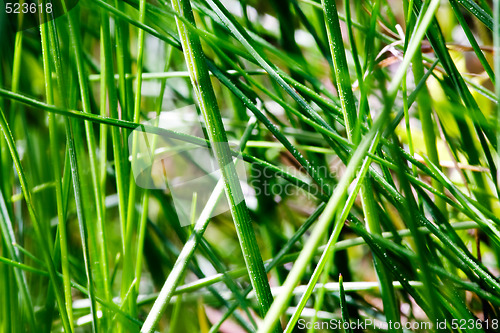 Image of Grass Texture