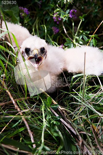 Image of Prairie Falcon Chick