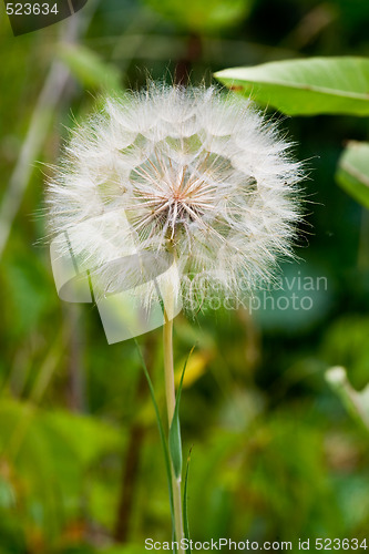 Image of Dandelion