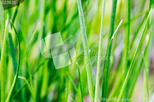 Image of Grass Detail