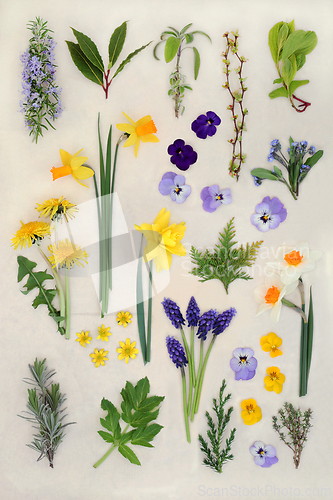 Image of Spring Flowers and Herbs Large Collection