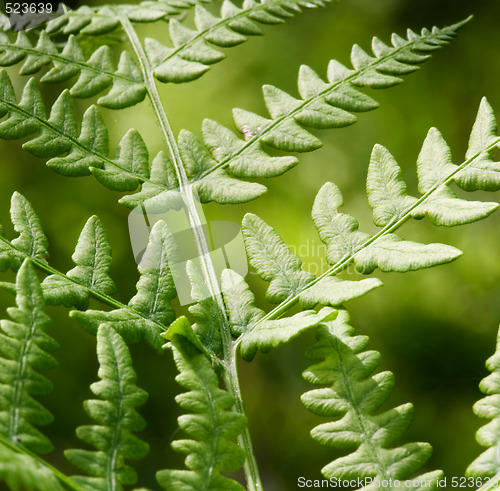 Image of Fern Background