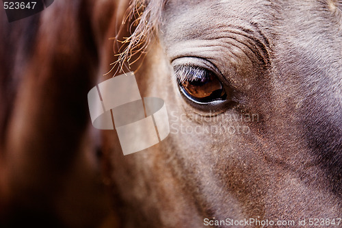 Image of Horse Eye Detail