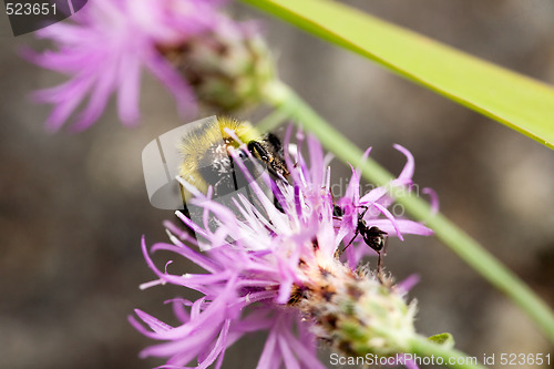 Image of Bee on Flower