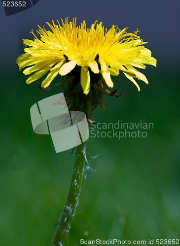Image of Dandelion Macro