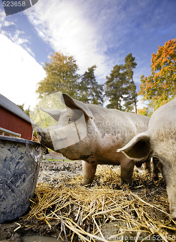 Image of Pig at Water Bowl