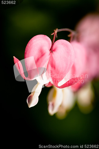 Image of Bleeding Heart Macro