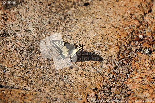 Image of Swallowtail Butterfly