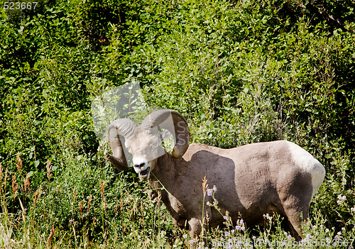 Image of Bighorn Sheep