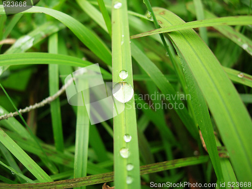 Image of Water Drop
