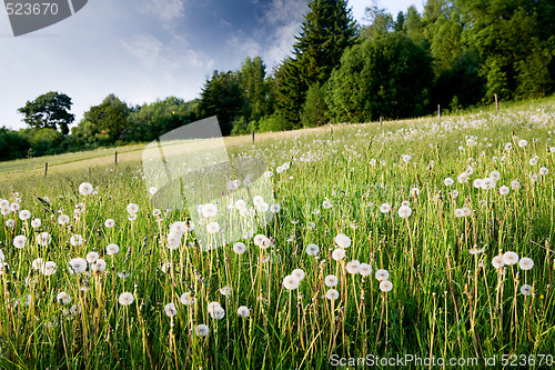 Image of Dandelion Field