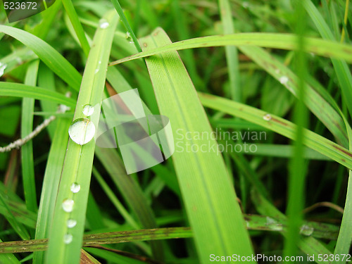 Image of Water Drop on Grass