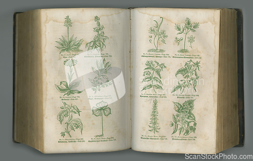 Image of Old book, plants and vintage pages of herbs in biology for medical study or history against a studio background. Closeup of historical novel, botanical journal or education for natural remedy