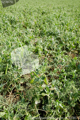 Image of Pea Field