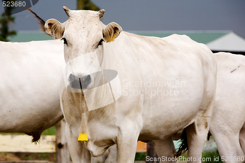 Image of White Cow